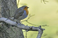Erithacus rubecula